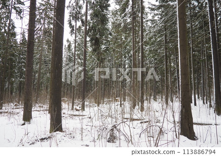 Spruce Picea is a coniferous evergreen tree of the Pine family Pinaceae. Evergreen trees. Common spruce, or Norway spruce Picea abies is widespread in northern Europe. Snowy winter coniferous forest. Spruce Picea is a coniferous evergreen tree of the Pine family Pinaceae. Evergreen trees. Common spruce, or Norway spruce Picea abies is widespread in northern Europe. Snowy winter coniferous forest. 113886794