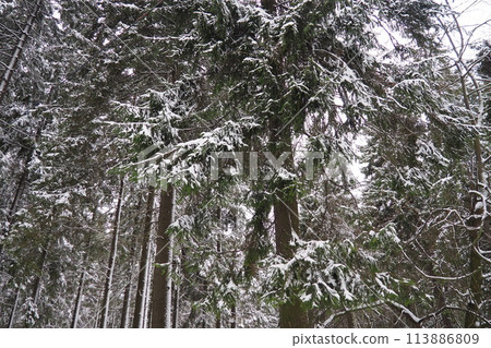 Spruce Picea is a coniferous evergreen tree of the Pine family Pinaceae. Evergreen trees. Common spruce, or Norway spruce Picea abies is widespread in northern Europe. Snowy winter coniferous forest. 113886809