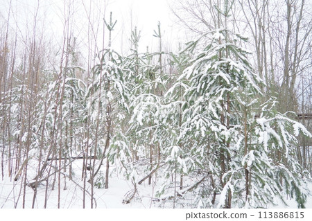 Pine forest in winter during the day in severe frost, Karelia. Snow on the coniferous branches. Frosty sunny weather anticyclone. Scots pine Pinus sylvestris is a plant pine Pinus of Pine Pinaceae 113886815