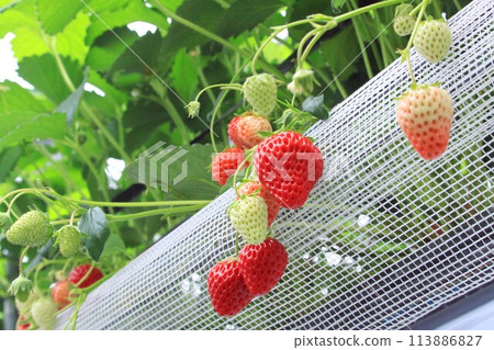 red ripe strawberries red ripe strawberries 113886827