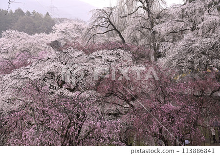 Weeping cherry blossoms blooming in the mist 113886841