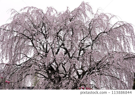 霧中綻放的垂枝櫻花 霧中綻放的垂枝櫻花 113886844