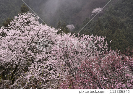 霧中綻放的垂枝櫻花 霧中綻放的垂枝櫻花 113886845