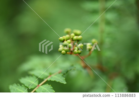 日本胡椒的藍色果實 日本胡椒的藍色果實 113886883