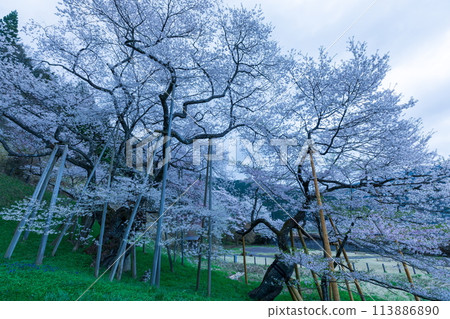 黎明時分的江戶彼岸櫻花 113886890