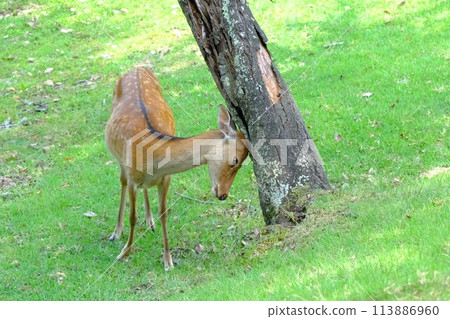 Deer rubbing its head against a tree 113886960