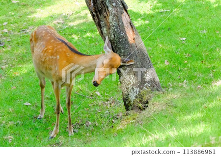 Deer rubbing its head against a tree Deer rubbing its head against a tree 113886961