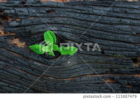 Life after death, green sprout on the coals after the fire. Rebirth of nature after the fire. Rebirth concept 113887479