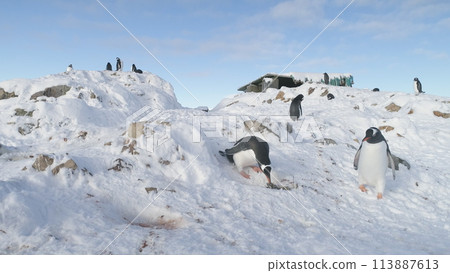 Two Funny Penguins Steal Pebbles from Each Other s Nest. Gentoo Builds Nests and Hatches Eggs. Cute South Bird Looks at Stone to Build Nest. Family Wild Life Scenery. Static Two Funny Penguins Steal Pebbles from Each Other s Nest. Gentoo Builds Nests and Hatches Eggs. Cute South Bird Looks at Stone to Build Nest. Family Wild Life Scenery. Static 113887613