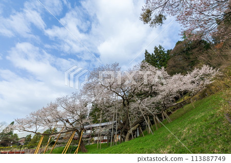 Garyuu Sakura spreading its wings Garyuu Sakura spreading its wings 113887749