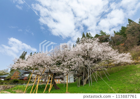 Edohigan cherry blossoms like a dragon rising to the sky 113887761