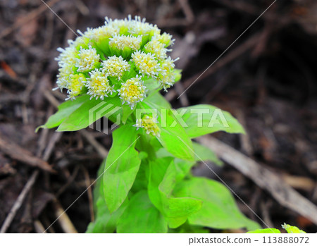 Wildflower butterbur flower 113888072