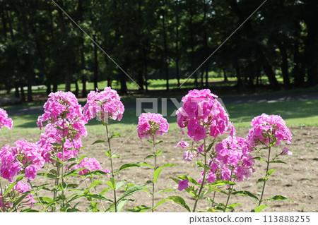 Pink phlox flowers shining in the summer sun Pink phlox flowers shining in the summer sun 113888255