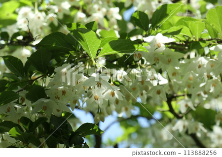 Egonok flower in full bloom Egonok flower in full bloom 113888256