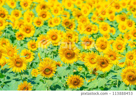[Summer material] Sunflowers filling the entire frame [Yamanashi Prefecture] 113888453