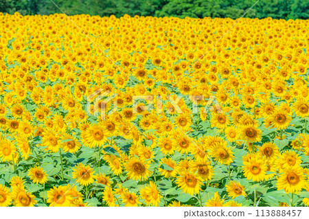 [Summer material] Sunflowers filling the entire frame [Yamanashi Prefecture] 113888457
