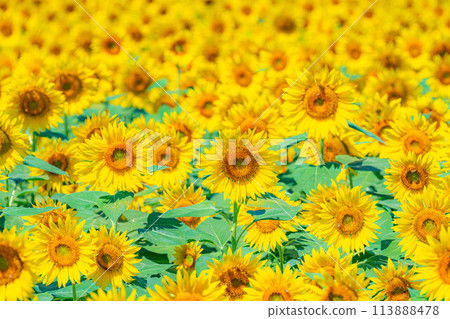 [Summer material] Sunflowers filling the entire frame [Yamanashi Prefecture] 113888478