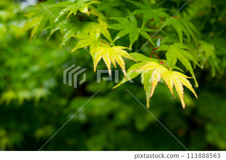 Fresh green maple leaves and raindrops b-1 113888563