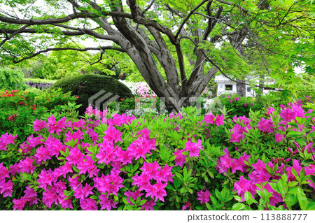 淺野公園的杜鵑花 113888777