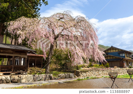 Pink weeping cherry blossoms at Aoyama Shrine Pink weeping cherry blossoms at Aoyama Shrine 113888897