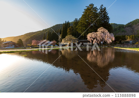 黃昏時分，青谷名神神社的垂枝櫻花 113888898