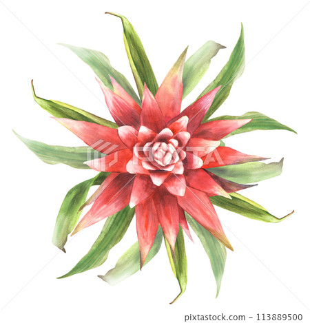 Tropical bromeliad flower, home plant, leaves. House plants exotic red bromeliaceae bud, iungle tropical floral Clipart. Watercolor hand drawn illustration for card print. Isolated white background.  113889500