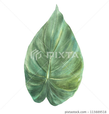Tropical leaves, jungle greenery. House plants caladium leaf, exotic tropical foliage. Watercolor hand drawn illustration. Home decor, urban jungle for sticker, card print. Isolated white background.  113889518