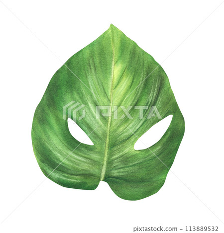 Tropical leaves, jungle plants. House plants leaf, exotic tropical foliage. Watercolor hand drawn illustration. Greenery home decor, urban jungle for sticker, card print. Isolated white background.  113889532