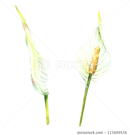 Tropical flowers calla, lily, jungle buds plants. House plants leaf, flamingo flowers, exotic tropical foliage. Clipart for print Watercolor hand drawn illustration. Isolated white background.  113889556