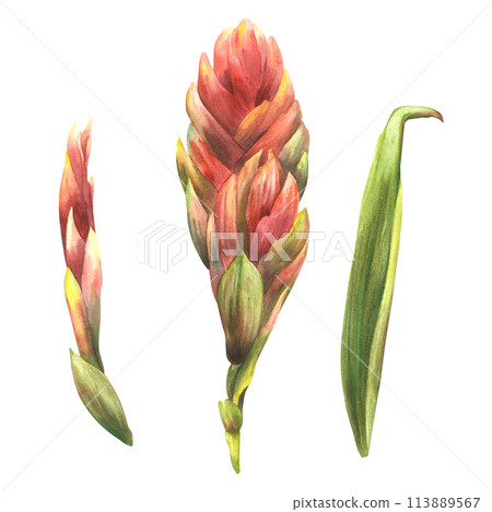Tropical bromeliad flower, home plant. House plants exotic red bromeliaceae bud with leaf, iungle tropical floral Clipart. Watercolor hand drawn illustration for printing. Isolated white background.  113889567