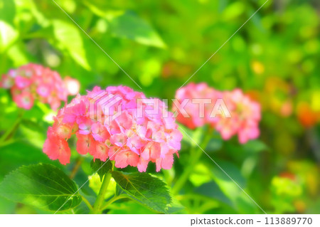 Beautiful pink hydrangea flower Beautiful pink hydrangea flower 113889770
