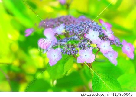 明亮的陽光下的繡球花 明亮的陽光下的繡球花 113890045