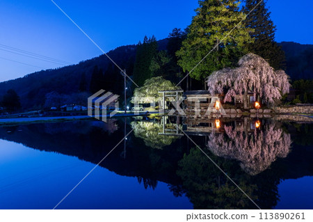 Illuminated weeping cherry blossoms at Aoya Shinmei Shrine Illuminated weeping cherry blossoms at Aoya Shinmei Shrine 113890261