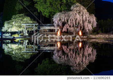 Illuminated and lit weeping cherry blossoms at Aoya Shinmei Shrine 113890265