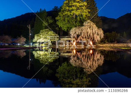 青穀神明神社的垂枝櫻花在山間熠熠生輝 113890266
