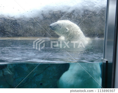 Polar bear swimming in the pool 113890307