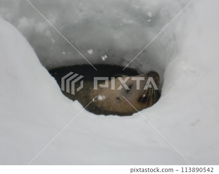 A spotted seal peeking out from the snow 113890542