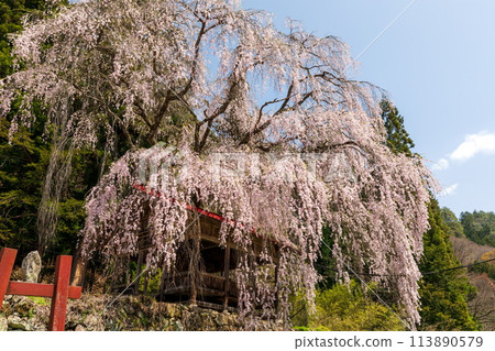 Weeping cherry blossoms in full bloom at Asai Shinmei Shrine Weeping cherry blossoms in full bloom at Asai Shinmei Shrine 113890579