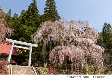 Torii gate and weeping cherry blossoms at Asai Shinmei Shrine Torii gate and weeping cherry blossoms at Asai Shinmei Shrine 113890582
