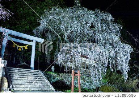 淺井神明神社的垂枝櫻花被燈光照亮 淺井神明神社的垂枝櫻花被燈光照亮 113890590