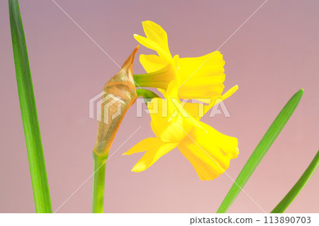 Mini trumpet daffodil flower Mini trumpet daffodil flower 113890703