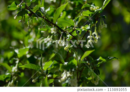 辣椒花 辣椒花 113891055