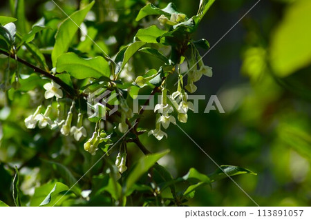 White cornflower (Fragaria officinalis) flower White cornflower (Fragaria officinalis) flower 113891057