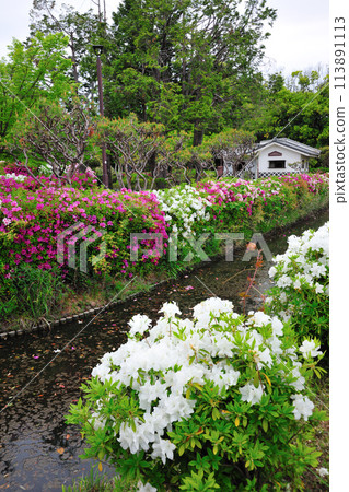 淺野公園的杜鵑花 113891113