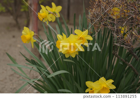春天花園裡盛開的黃水仙花 春天花園裡盛開的黃水仙花 113891255