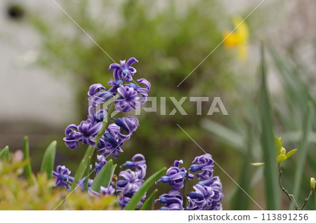 春天花園裡盛開的紫色風信子花 春天花園裡盛開的紫色風信子花 113891256