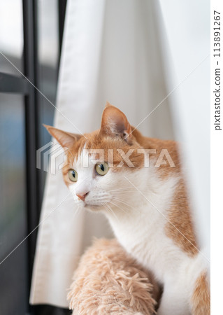 貓看著窗外，棕色虎斑白色 113891267