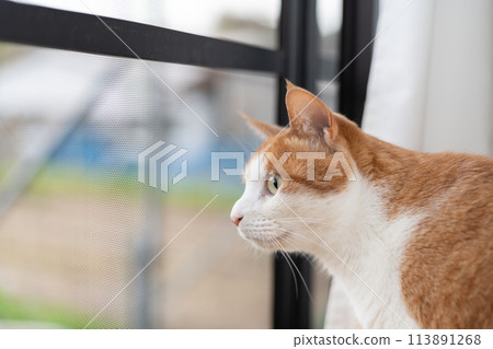 貓看著窗外，棕色虎斑白色 113891268