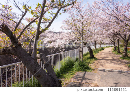 妙法寺川櫻花樹 妙法寺川櫻花樹 113891331