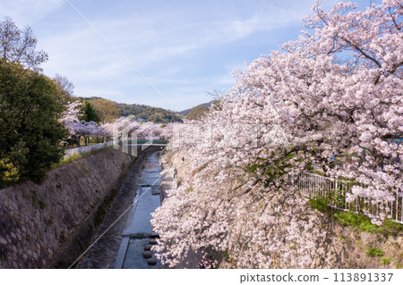 妙法寺川櫻花樹 妙法寺川櫻花樹 113891337